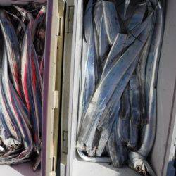 遊漁船 幸友丸 釣果