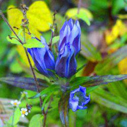 小菅トラウトガーデン 釣果