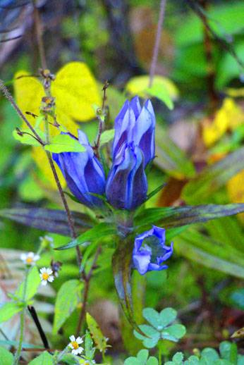 小菅トラウトガーデン 釣果