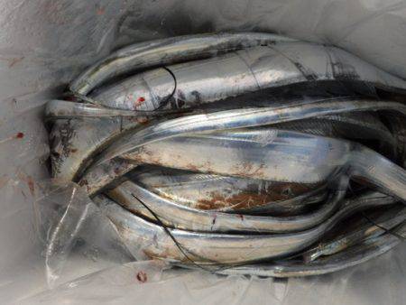 遊漁船 幸友丸 釣果