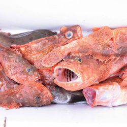 大進丸(新潟) 釣果