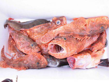 大進丸(新潟) 釣果