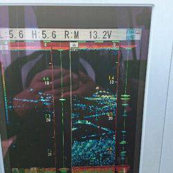 遊漁船ブルーウッズ 釣果