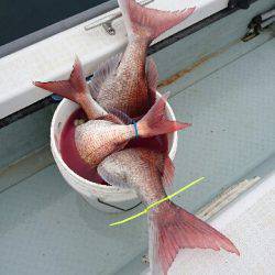 遊漁船ブルーウッズ 釣果