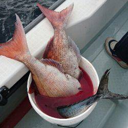 遊漁船ブルーウッズ 釣果