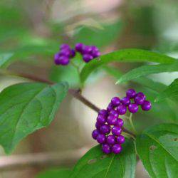 小菅トラウトガーデン 釣果