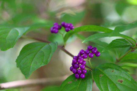 小菅トラウトガーデン 釣果