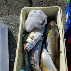 遊漁船 新鋭丸 釣果