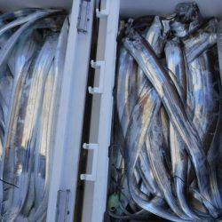 遊漁船 幸友丸 釣果