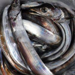 遊漁船 幸友丸 釣果