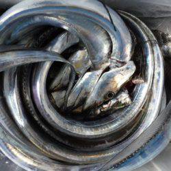 遊漁船 幸友丸 釣果