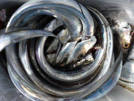 遊漁船 幸友丸 釣果