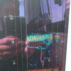 遊漁船ブルーウッズ 釣果