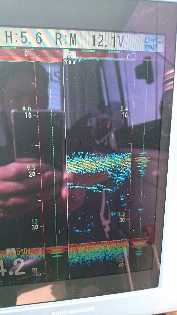 遊漁船ブルーウッズ 釣果