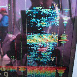 遊漁船ブルーウッズ 釣果