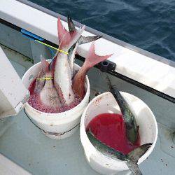 遊漁船ブルーウッズ 釣果