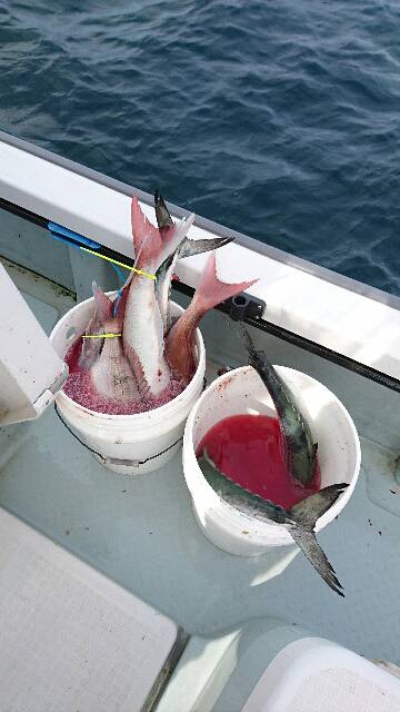 遊漁船ブルーウッズ 釣果