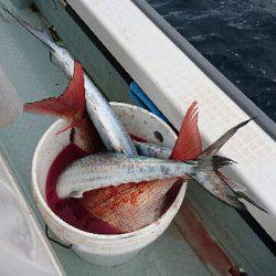 遊漁船ブルーウッズ 釣果