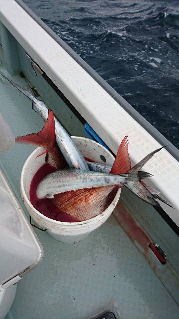 遊漁船ブルーウッズ 釣果