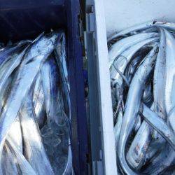 遊漁船 幸友丸 釣果