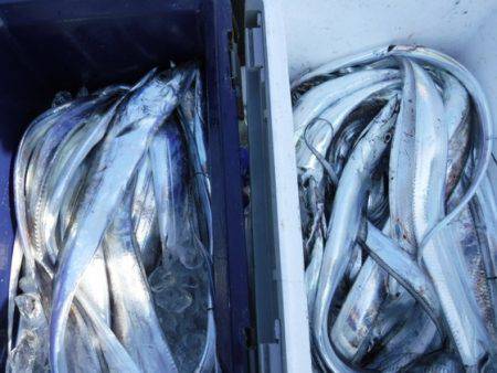 遊漁船 幸友丸 釣果