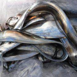 遊漁船 幸友丸 釣果