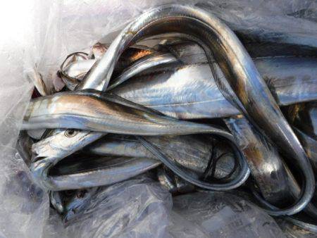 遊漁船 幸友丸 釣果