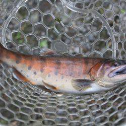 小菅トラウトガーデン 釣果