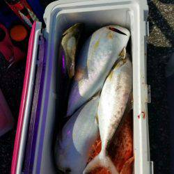 遊漁船 新鋭丸 釣果