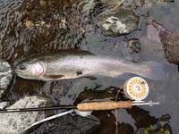 秩父フライフィールド 釣果