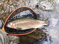 秩父フライフィールド 釣果