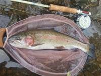 秩父フライフィールド 釣果