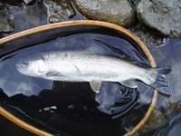 秩父フライフィールド 釣果