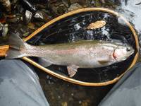 秩父フライフィールド 釣果