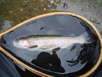 秩父フライフィールド 釣果