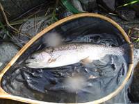 秩父フライフィールド 釣果