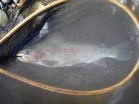 秩父フライフィールド 釣果