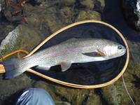 秩父フライフィールド 釣果