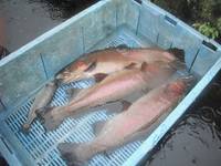 秩父フライフィールド 釣果