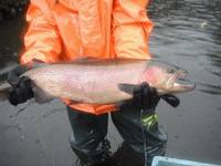 秩父フライフィールド 釣果