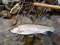 秩父フライフィールド 釣果