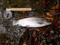 秩父フライフィールド 釣果