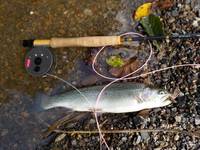 秩父フライフィールド 釣果