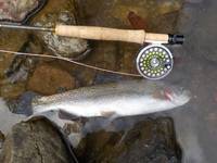 秩父フライフィールド 釣果