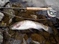 秩父フライフィールド 釣果
