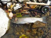 秩父フライフィールド 釣果