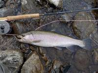 秩父フライフィールド 釣果