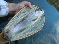 秩父フライフィールド 釣果