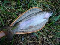 秩父フライフィールド 釣果