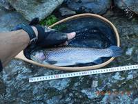 秩父フライフィールド 釣果